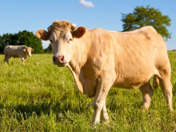 Rind auf der Weide